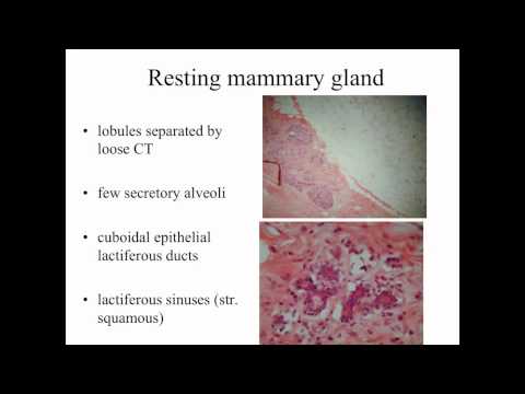 Female Reproductive System Part 4