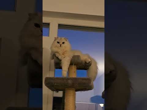 Playtime with Scottish Straight Cat Jina | Big Eyes & Cute Reactions