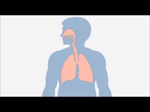 Altérations de la rétine dans lhypertension Lhypertension veselok