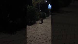 una-volpe-in-giro-per-la-citta-continuano-gli-avvistamenti