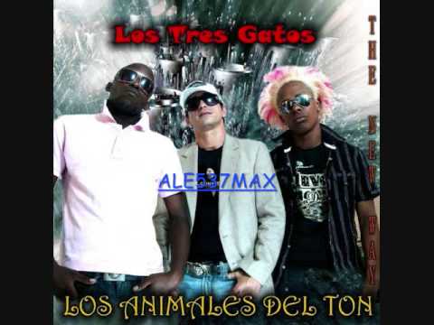 LOS 3 GATOS - CUANDO CUANDO