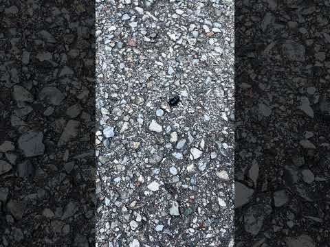 Germany passes semifinals, over USA with 4-3, rises to Ice Hockey Final