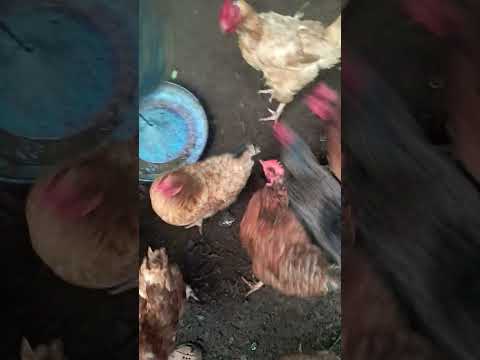 Cuidando das galinhas 🐔 🐔 frio 17 grau em Utinga Bahia