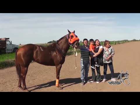 TODAS LAS CARRERAS DE ANTELO DEL SABADO y DOMINGO