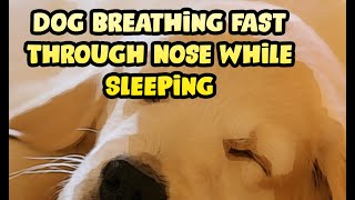 Why is My Dog Breathing Heavy While Sleeping?