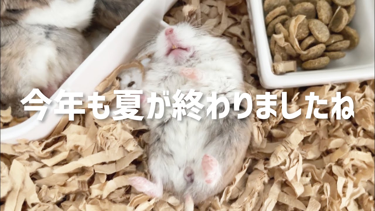 毎年夏の終わりを感じさせてくれるハムスター
