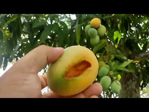 Verde-se sítio em Taquaritinga do Norte pe , valor 65 mil, 2 hequitaria de terra 