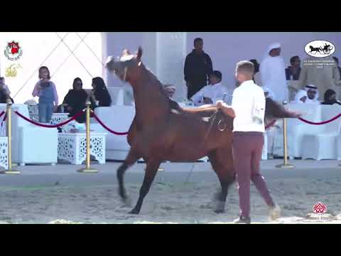N.567 BAHY AL HAWAJER - Al Dhafrah Arabian Horse Championship 2023 - Stallions 7+ Years Old (Cla...
