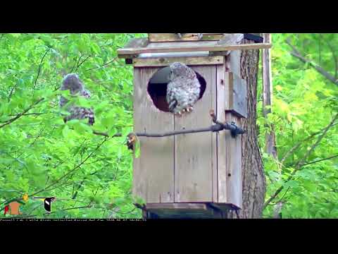 Fluff first to fledge @ Cornell Barred Owls 05-07-19