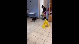 Video preview image #1 Mutt Puppy For Sale in Shelburne, VT, USA