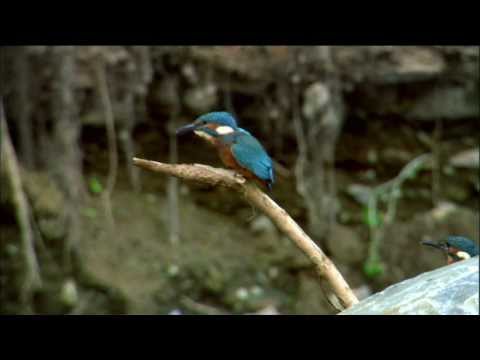 Watch Kingfisher Bird Hunt Underwater | Ireland's Wild River | Nature on PBS