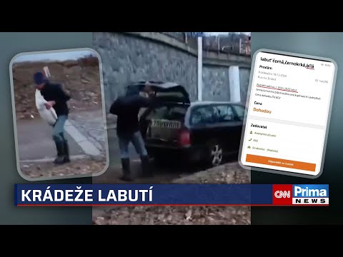 Labutí byznys v Praze: Obchodník si měl z Vltavy udělat velkosklad, ptáci stojí i 10 tisíc Kč