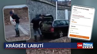 Labutí byznys v Praze: Obchodník si měl z Vltavy udělat velkosklad, ptáci stojí i 10 tisíc Kč