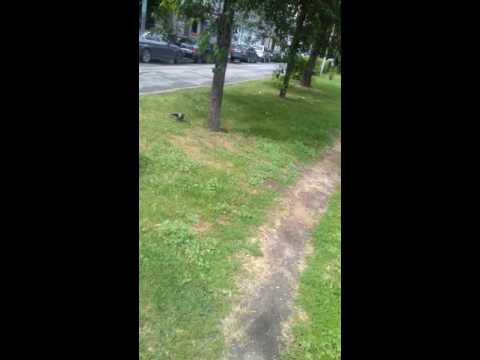 Scruffy Craig and Mr.Crow playing tag
