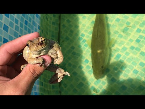 TREE FROG GETS  Eaten By Giant BASS