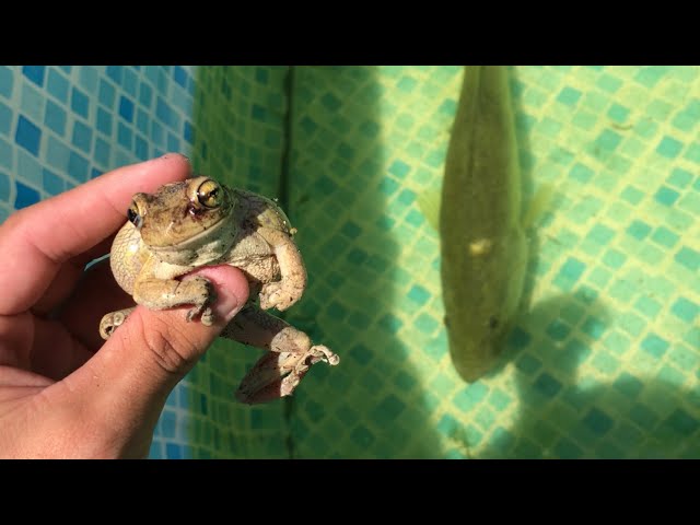 TREE FROG GETS  Eaten By Giant BASS