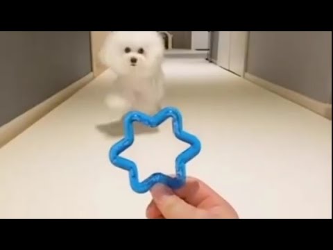 Viral Tiktok - Cute Dog🐩 Doing Woah😎 KRYPTO9095 - WOAH Lyrics ft. D3Mstreet #shorts #shortsvideo