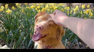 Good Boy | A Haunted House Movie from a Dog's POV | Now Playing