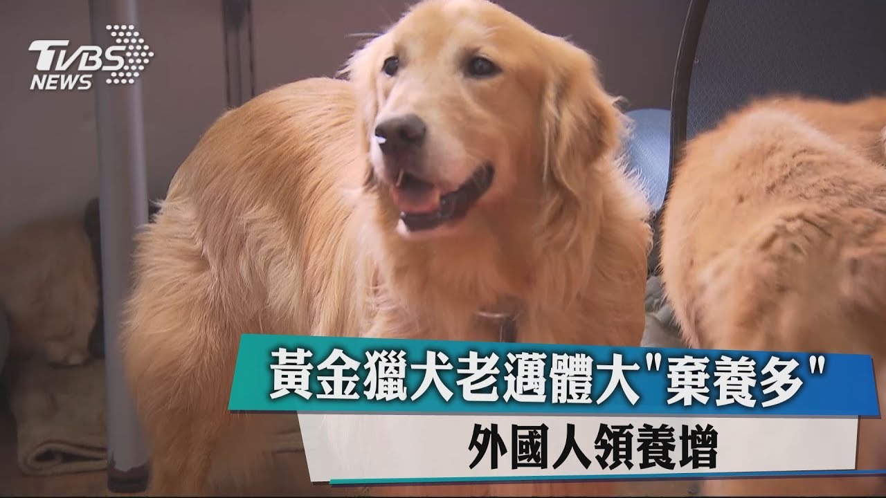 黃金獵犬老邁體大「棄養多」 外國人領養增