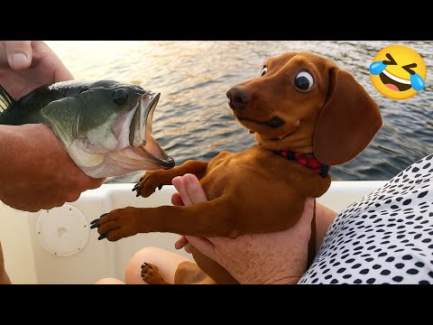 NEW Funniest videos of Cats🐈 and Dogs🐕2025. Try Not To Laugh 😂
