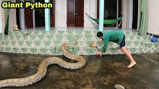 Top 2 Best Videos Facing Giant Pythons