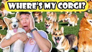 2,200+ Corgis at CorgiCon! We SOLD OUT! || Life After College: Ep. 763