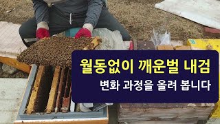 월동없이 깨운벌 내검, 격리판 넘어 와 산란