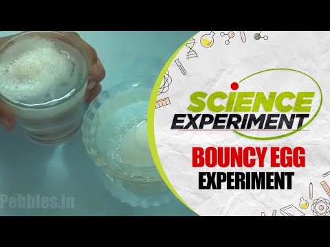 Science Experiment - 56 | Bouncy Egg Experiment | Chemistry Experiment