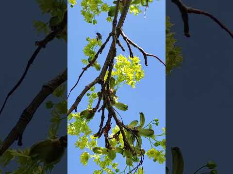 Пчеловодство. Медоносы. Первый апрельский взяток с клёна. #Медоносы #пчёлы #пчеловодство