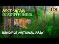 Bandipur Safari In 6K English Beautiful Forest Of South India Tiger And Leopard Sighting