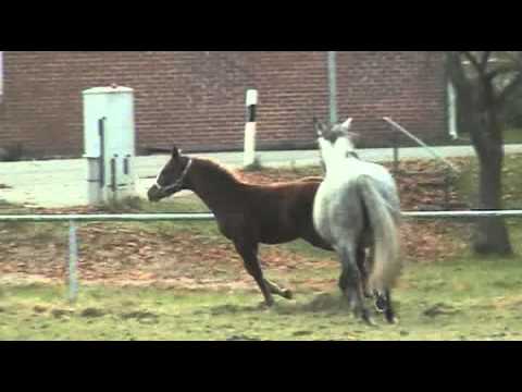 Sir Donnerhall-Casaretto Stute * 2011