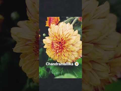 chandramallika in this year,