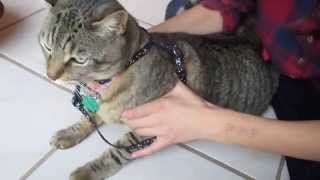 How To Put an "H" Harness on a Cat