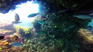 preview picture of video 'Rottnest Island Dive - Roe Reef'