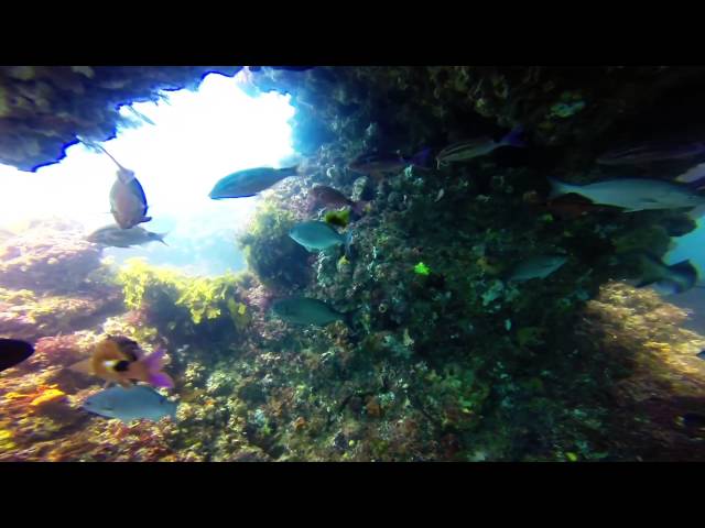 Rottnest Island Dive - Roe Reef