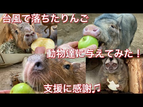 台風で落ちたりんごを動物園の動物達に与えてみた！