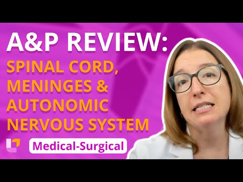 A&P Review: Spinal Cord, Meninges & ANS - Medical-Surgical - Nervous System | @LevelUpRN