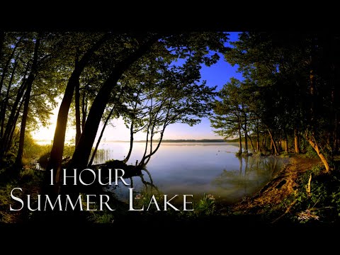 Sommer am See | entspannende Naturgeräusche | muntere Singvögel, Specht und zirpende Grillen