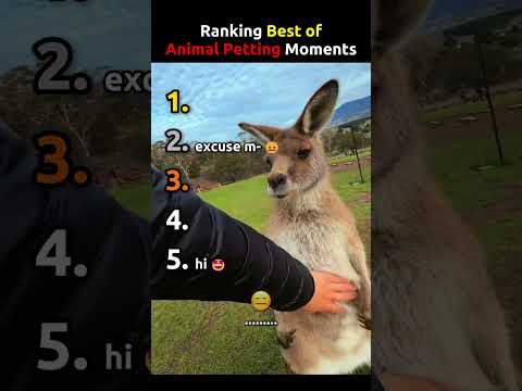 Ranking Best of Animal Petting Moments