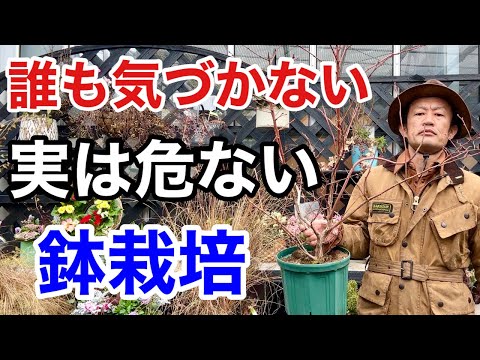 ラベンダーを鉢に植える時期はいつ？どうやって ？季節に応じたメンテナンスアドバイス  庭園