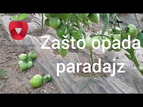 , title : 'Zašto opada plod sa paradajza?'