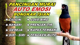 Download lagu 🔴 LIVE 21 - PANCINGAN MURAI BATU FULL TEMBAKAN, NAIKKAN EMOSI MURAI BATU MALAS BUNYI AGAR GACOR mp3