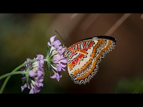 Introduction to Phylum Arthropoda: 1.3 Million Species and Counting