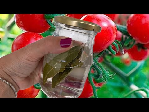 URGENTLY give the plants only 1 cup and harvest tons of cucumbers, tomatoes, peppers!