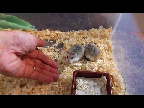 Tiuhti & Viuhti 21Oct2017