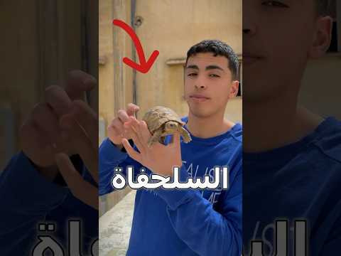 حولت سلحفاة لقطة بالرسم😳🐢#drawing #رسم #shorts