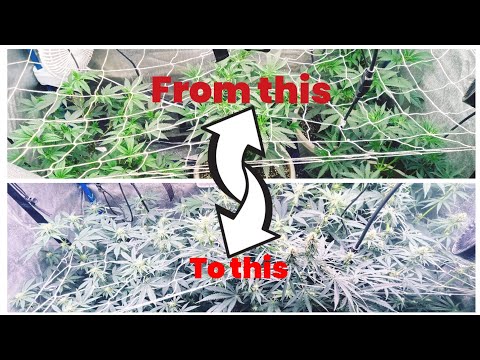How to: Scrog (screen of green)