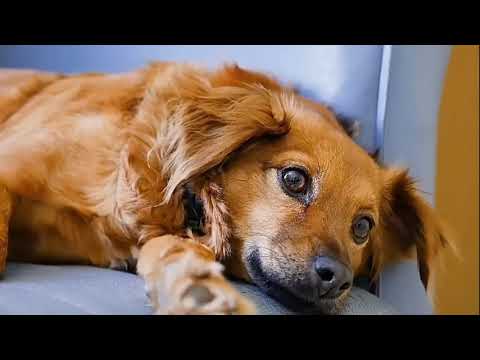 dogs, very sweet dogs, and beauty dogs, pet animals, Indian dogs,nice dogs,dogs video