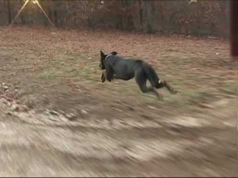YouTube video about: How fast do great danes run?