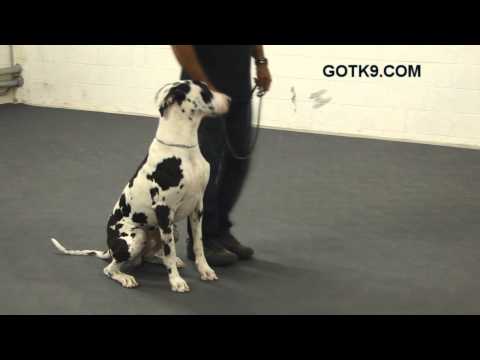Great Dane Dog Training On a Leash by Got K9 in Las Vegas Nevada
